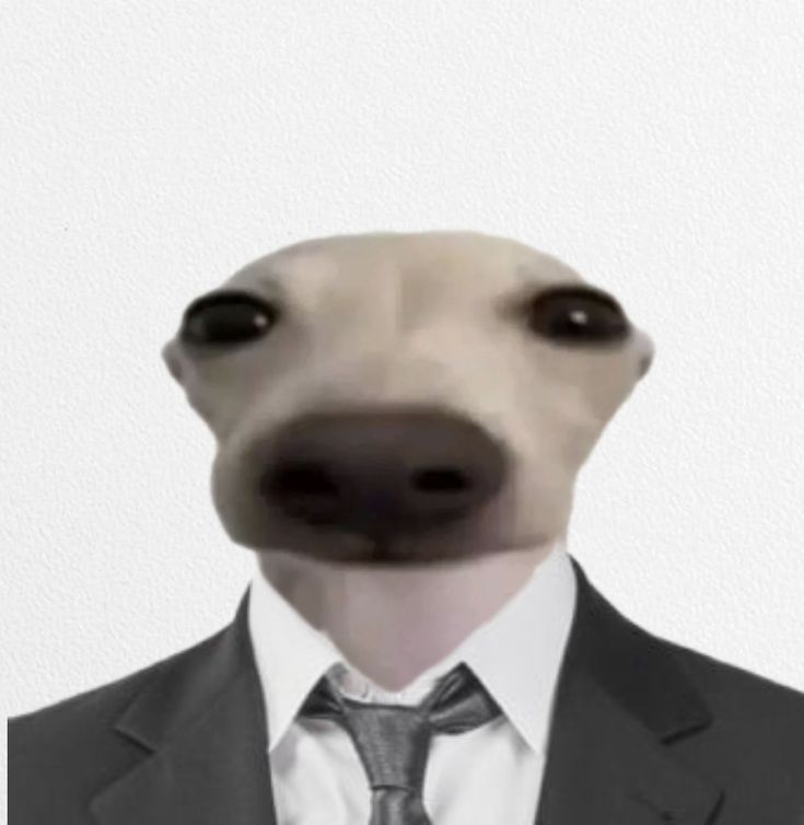 Skycita gordita traviesita